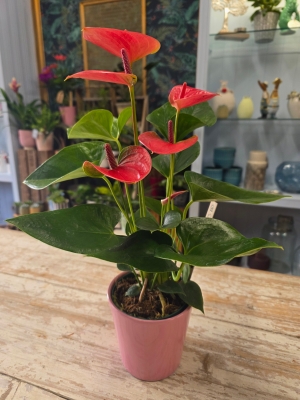 Anthurium Potted Plant