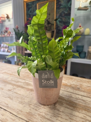 Asplendium Potted Fern