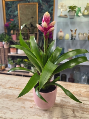 Guzmania Potted Planted