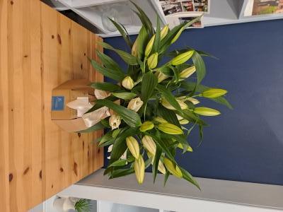 Signature Lily Bouquet