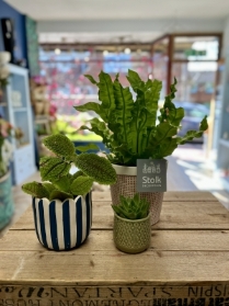 House Plant Starter Kit