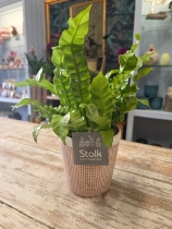Asplendium Potted Fern