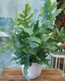 Phlebodium Plant
